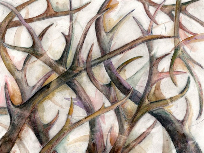 “Antlers” 2005 (watercolor, colored pencil, and graphite on paper, 22 x 30") Private collection.