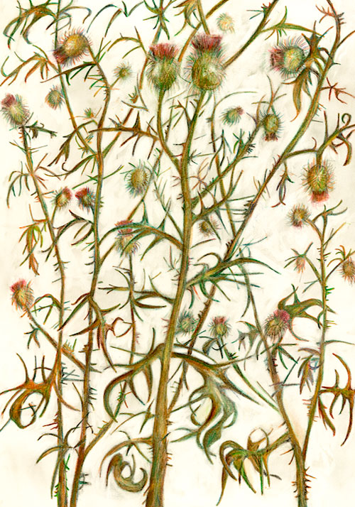 “Thistle” 2004 (watercolor, colored pencil, and graphite on paper, 30 x 22") Private collection.