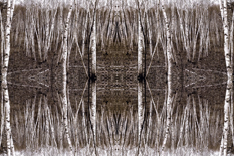 “Birch Woods” 2018 (photomontage on Japanese paper, 40 x 60")